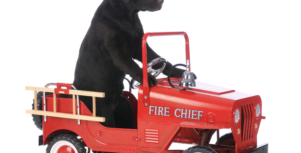 Black dog sitting in a toy fire truck