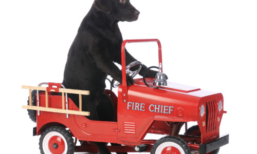 Black dog sitting in a toy fire truck