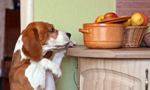 feeding table scraps to your dog