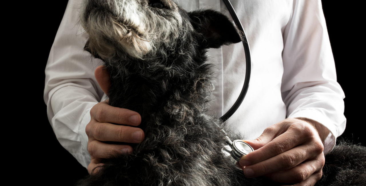 Veterinarian placing a stethoscope on a dog