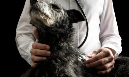 Veterinarian placing a stethoscope on a dog