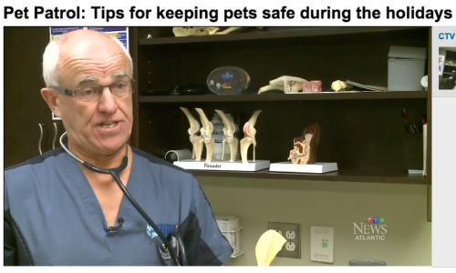 Screenshot of Riverview Animal Hospital veterinarian on CTV News