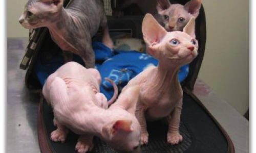 Four Sphynx kittens in a cat carrier