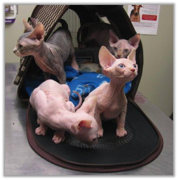 Four Sphynx kittens in a cat carrier