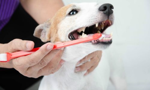 Dog getting its teeth brushed with a double sided toothbrush