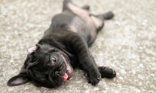 Pug with Signs of Heat Stroke
