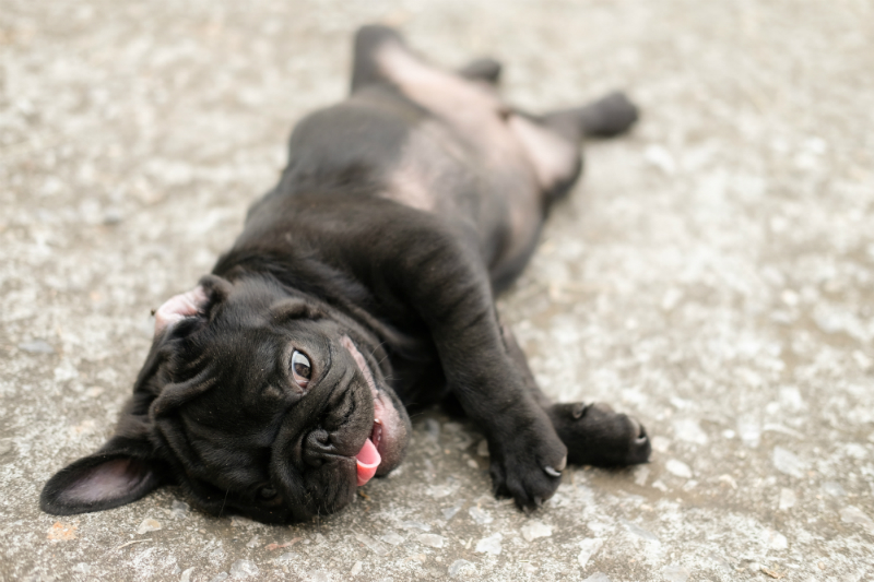 Pug with Signs of Heat Stroke