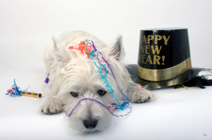 Dog lying down with confetti and a Happy New Year hat