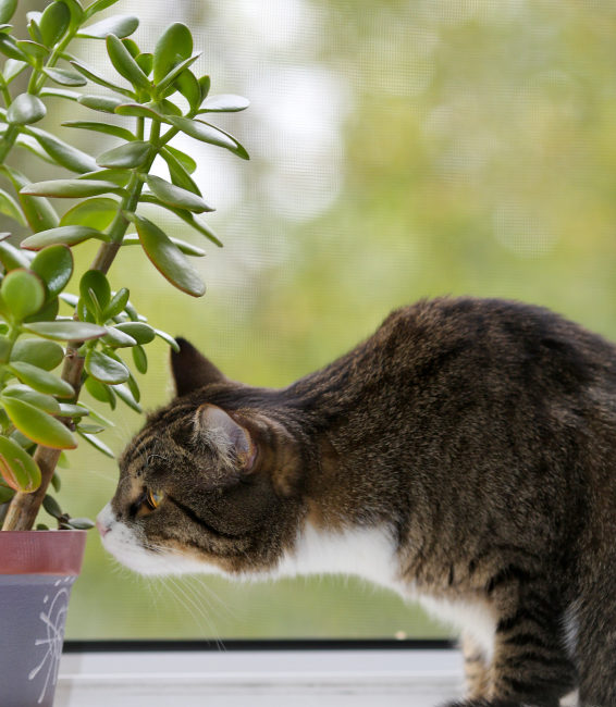Cat sniffing a plant on a window sill