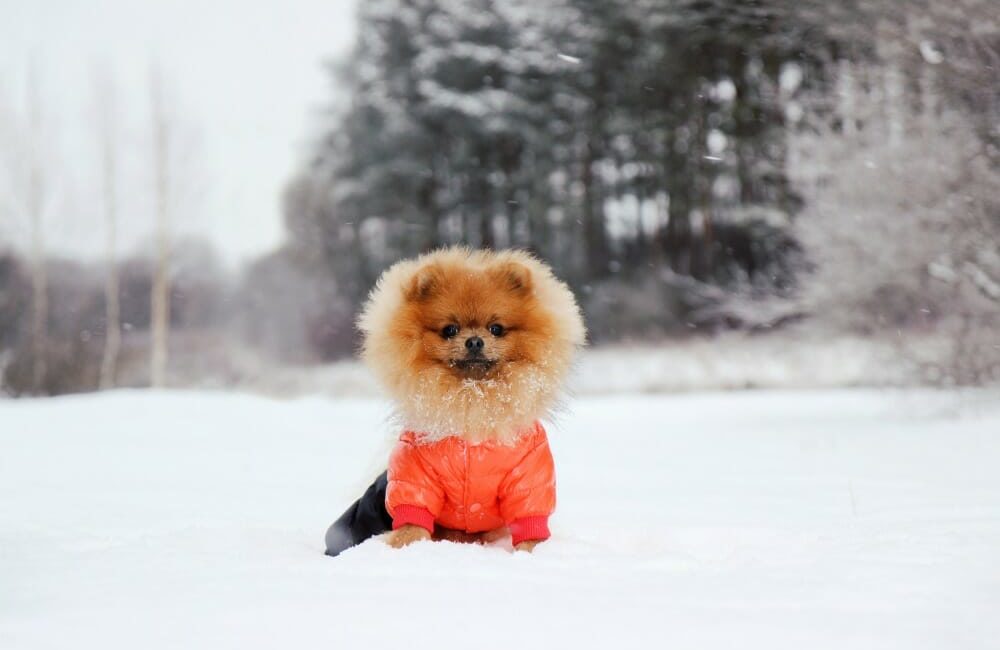 Dog wearing an orange coat and sitting in snow